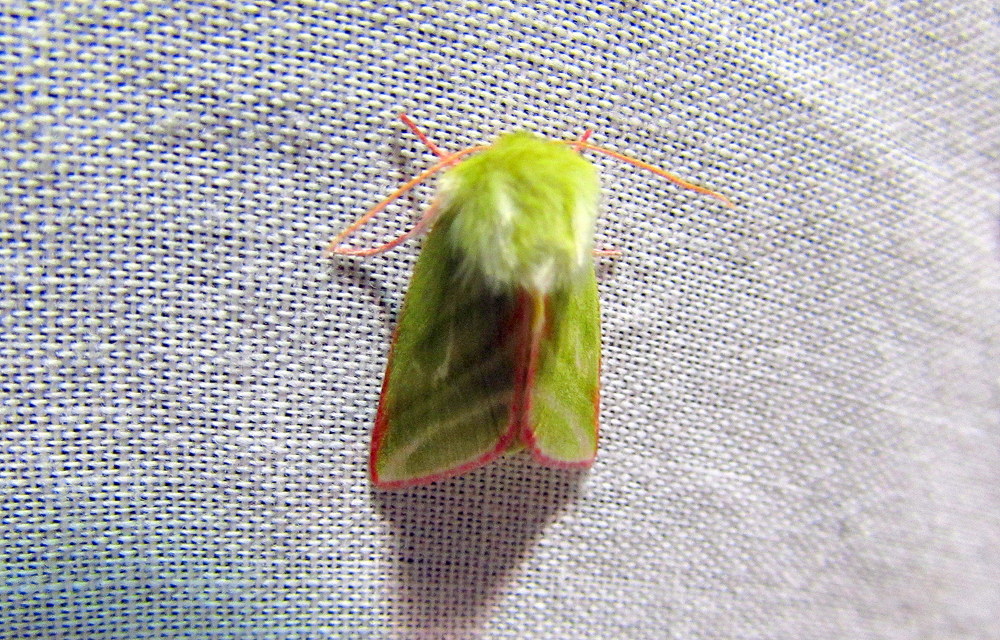 Pseudoips prasinana - bükkfa-zöldbagoly