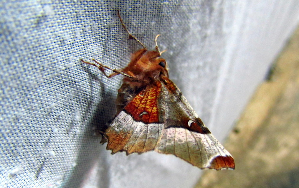 Selenia tetralunaria - négyfoltos holdasaraszoló