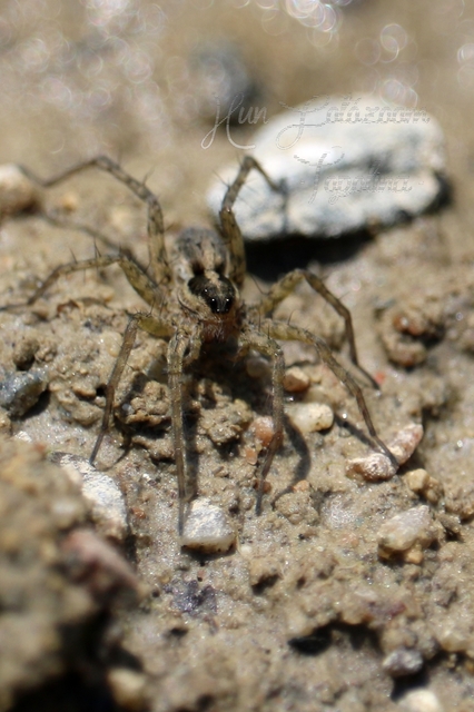 Pardosa