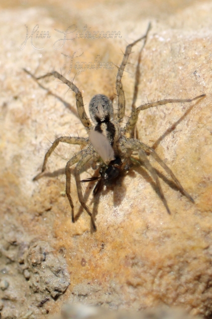 Pardosa
