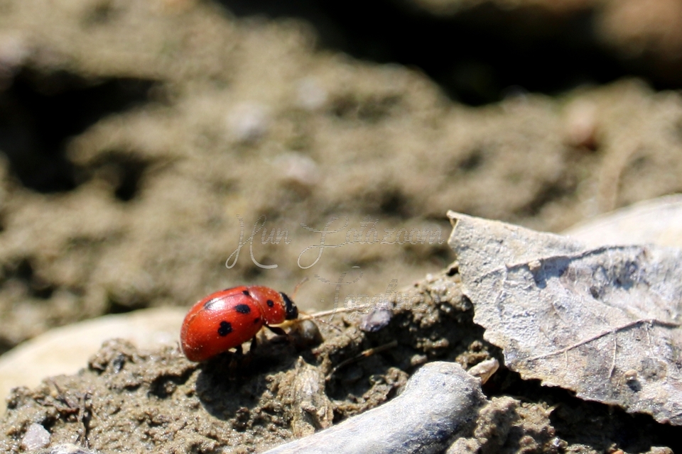 Gonioctena fornicata - közönséges lucernabogár