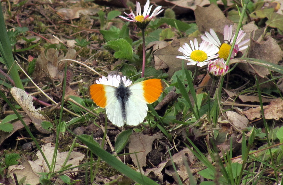Anthocharis cardamines - hajnalpírlepke