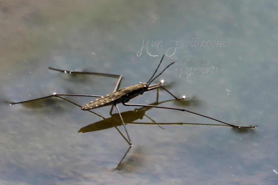 Gerridae - molnárpoloskák