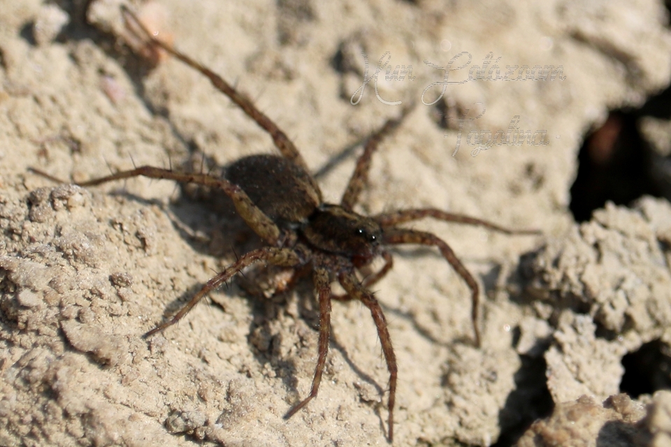 Pardosa