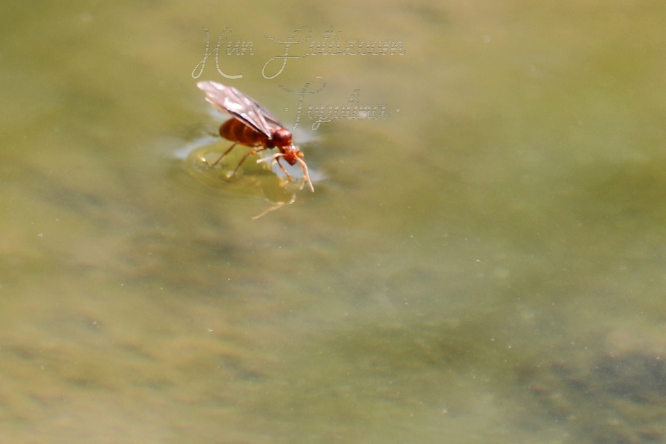 Prenolepis nitens - ragyogóhangya