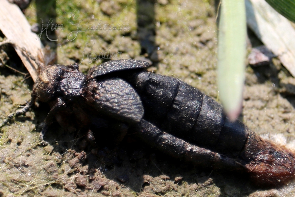 Meloe cicatricosus - óriásnünüke