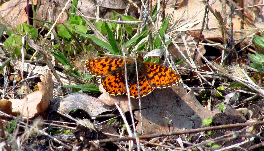 Boloria dia - kis gyöngyházlepke