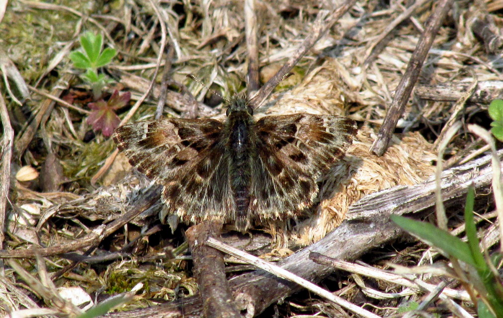 Carcharodus alceae - mályva-busalepke