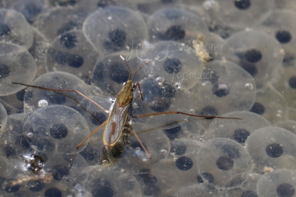 Gerridae - molnárpoloskák