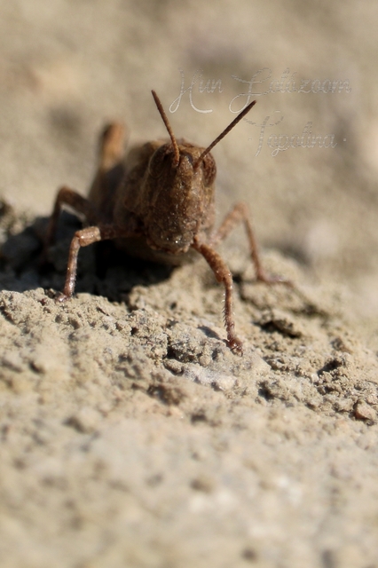 Aiolopus strepens - déli áttelelősáska