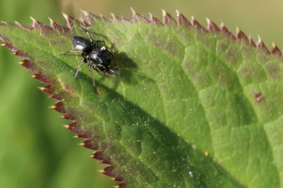 Heliophanus