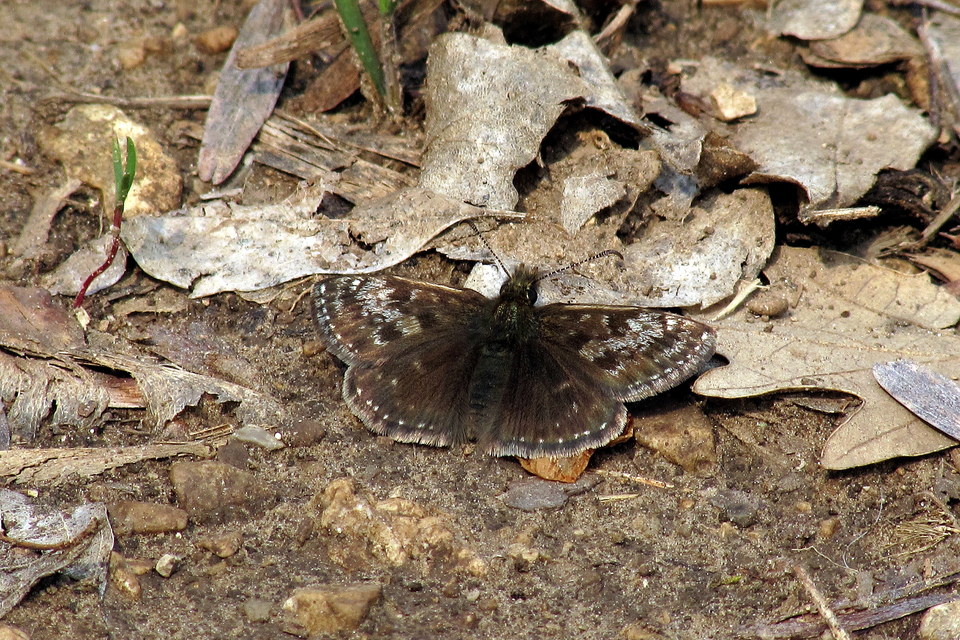 Erynnis tages - cigánylepke