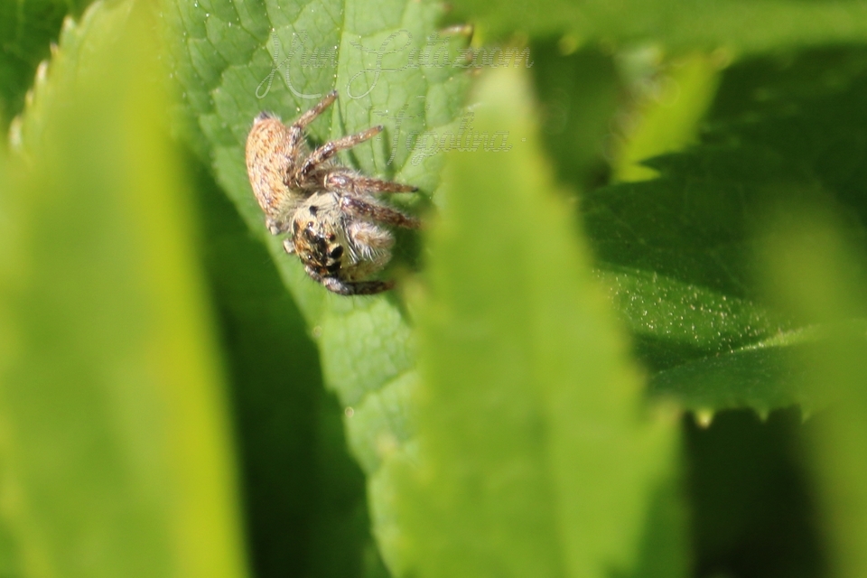 Carrhotus xanthogramma - rozsdás ugrópók