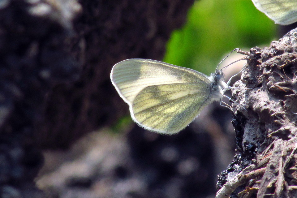 Leptidea sinapis - mustárlepke