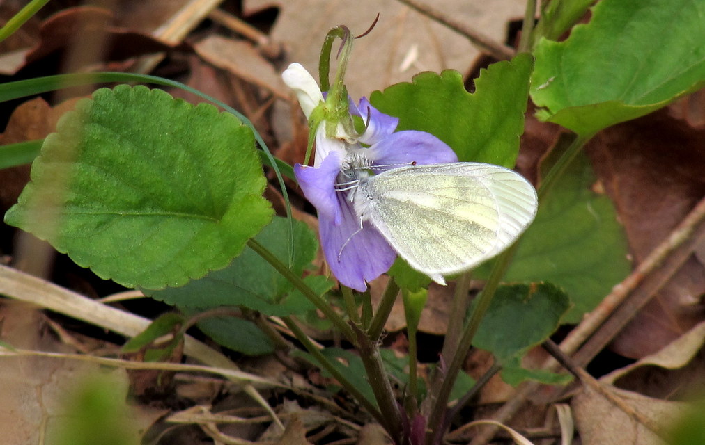 Leptidea sinapis - mustárlepke