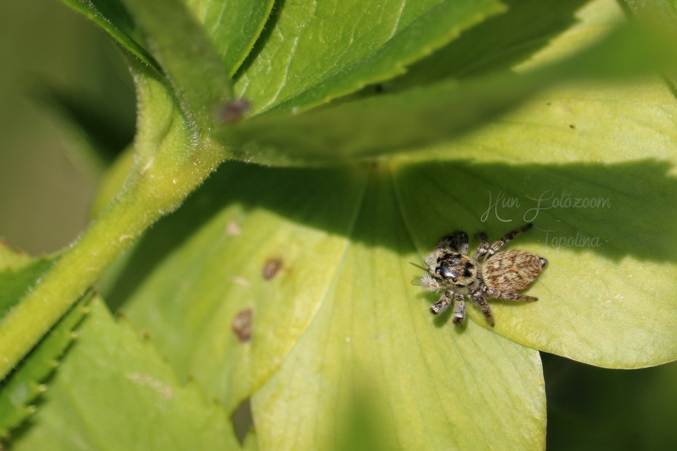 Carrhotus xanthogramma - rozsdás ugrópók