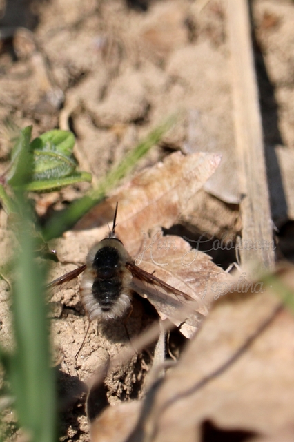 Bombylius major - szegélyes pöszörlégy