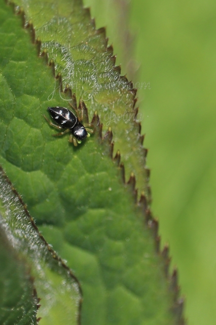 Heliophanus