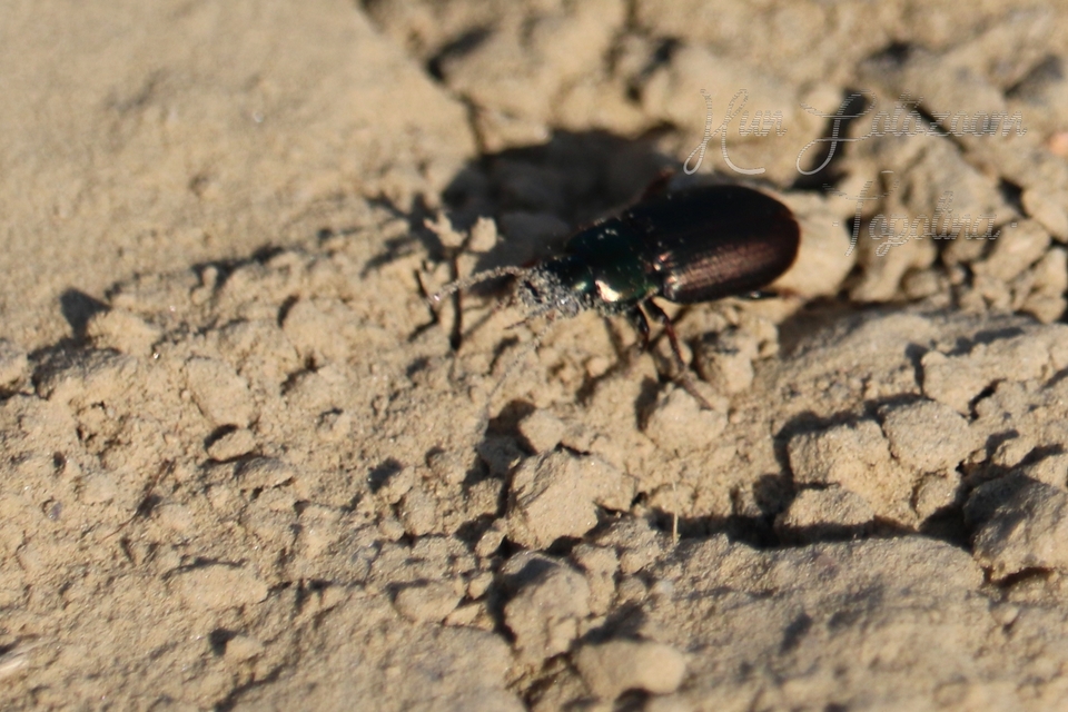 Harpalus distinguendus - mezei lomhafutó
