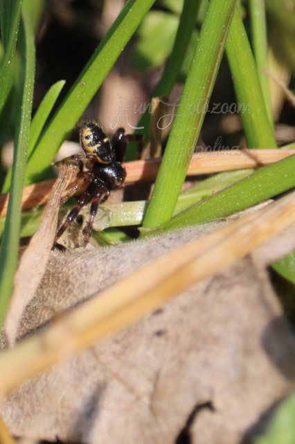 Synema globosum/ornatum