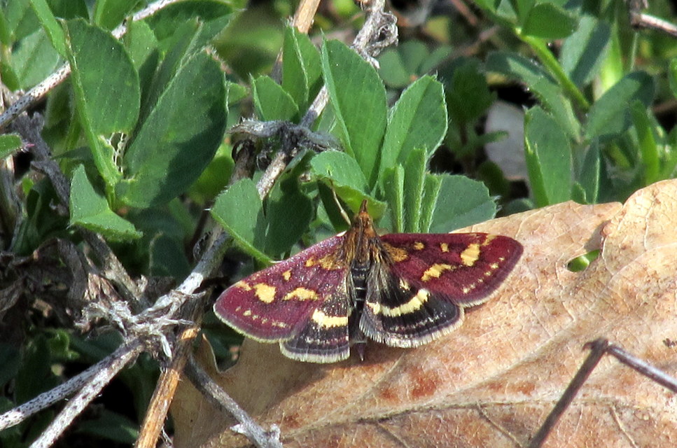 Pyrausta purpuralis - közönséges bíbormoly