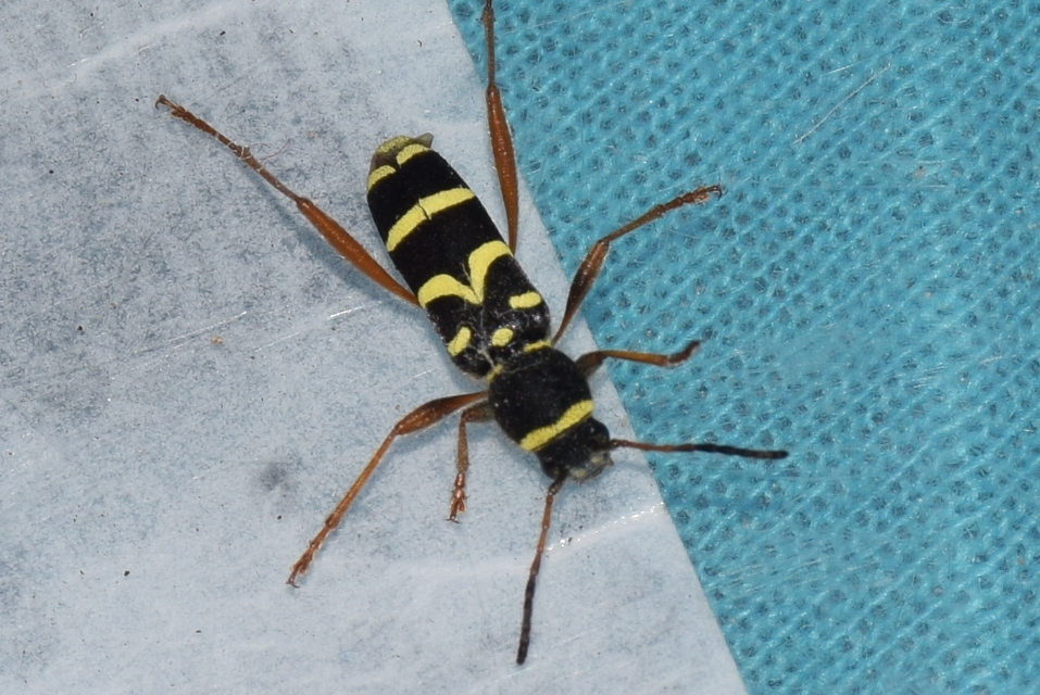 Clytus arietis - közönséges darázscincér