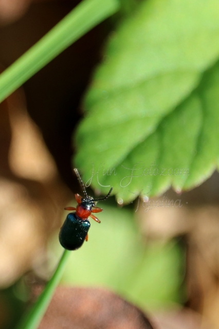 Oulema melanopus/duftschmidi