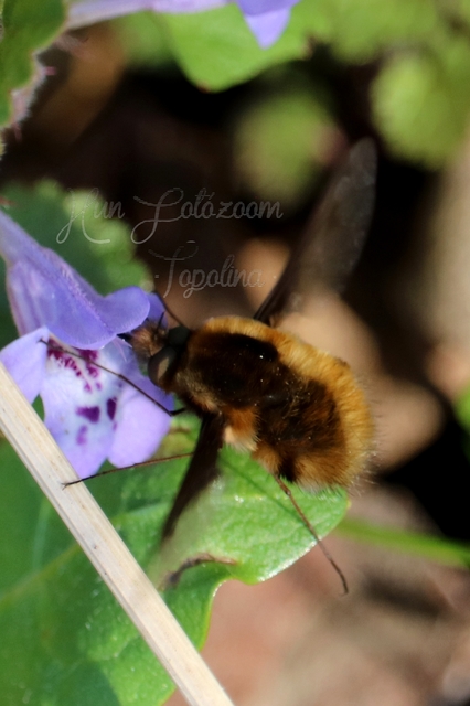 Bombylius major - szegélyes pöszörlégy