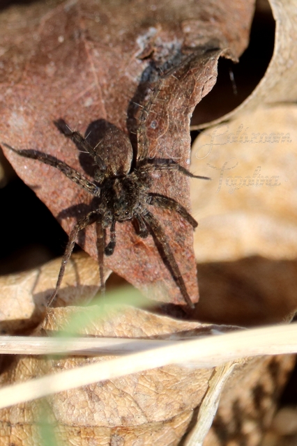 Pardosa