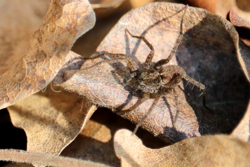 Pardosa