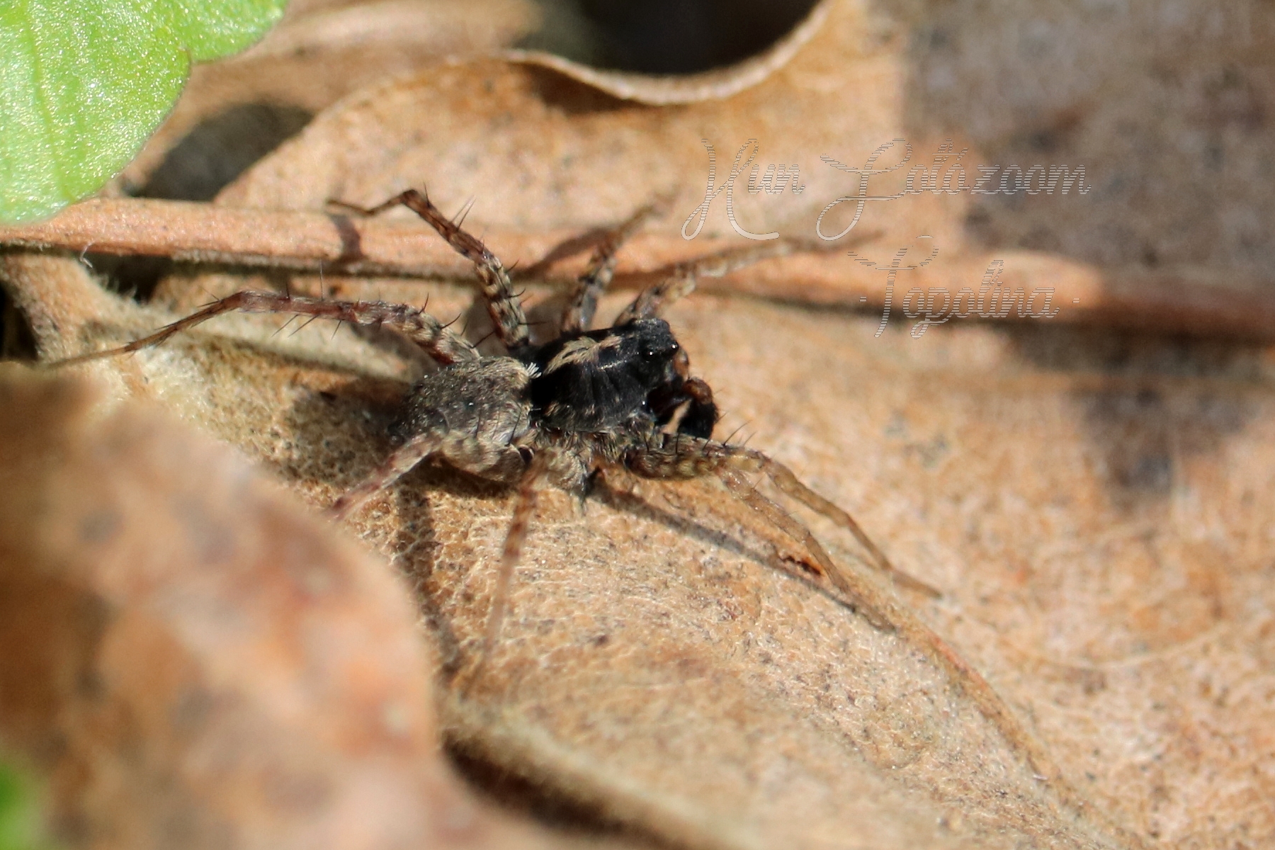 Pardosa