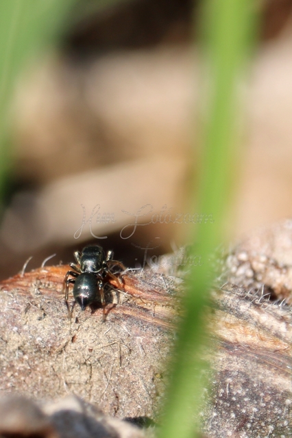 Heliophanus