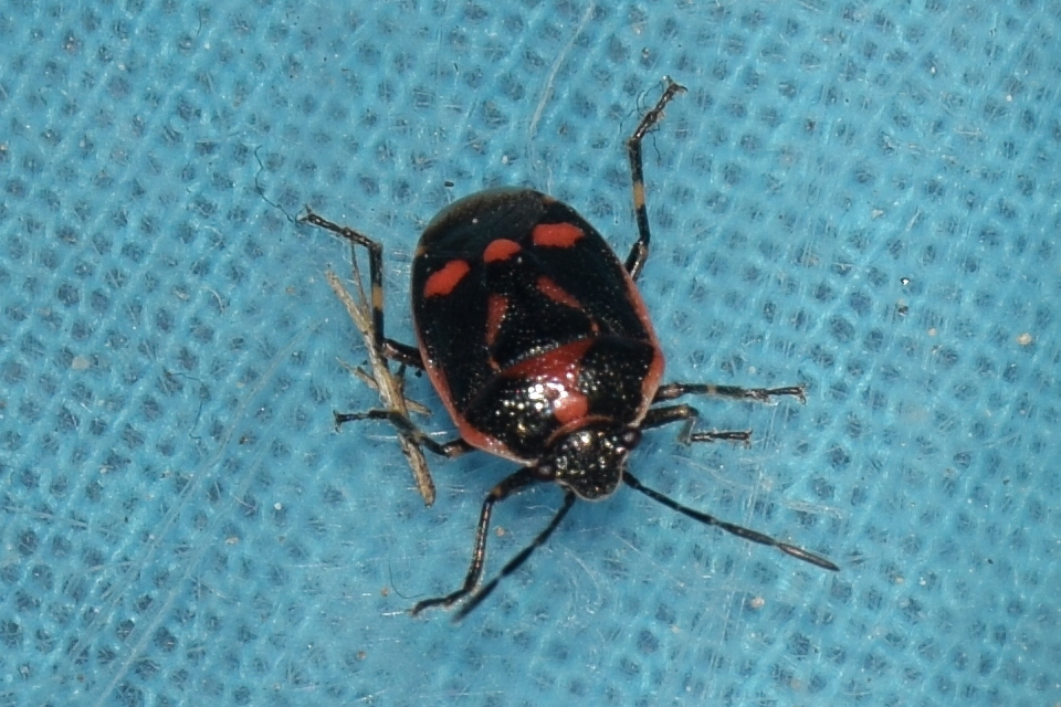 Eurydema oleracea - paréjpoloska Eurydema oleracea - paréjpoloska