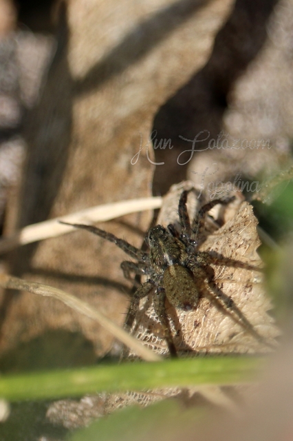 Pardosa