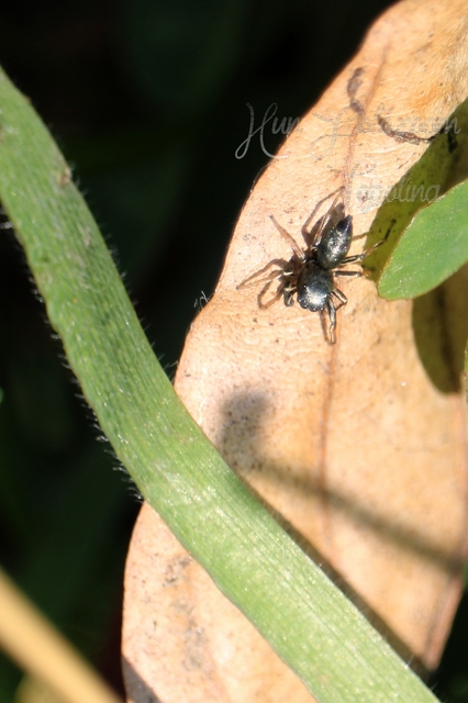 Heliophanus