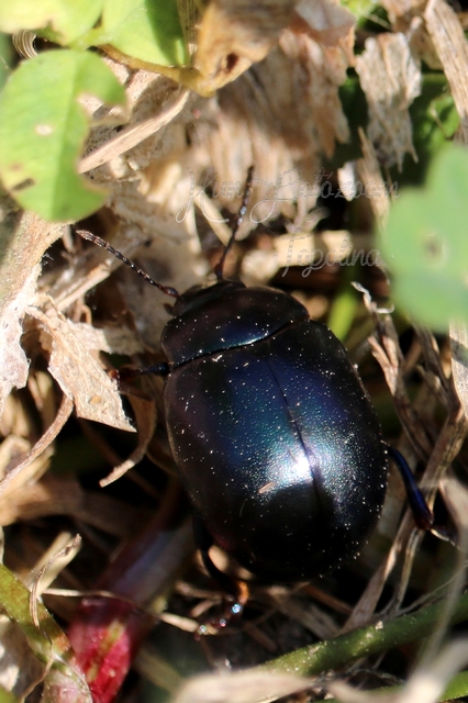 Chrysolina sturmi - vöröslábú levelész