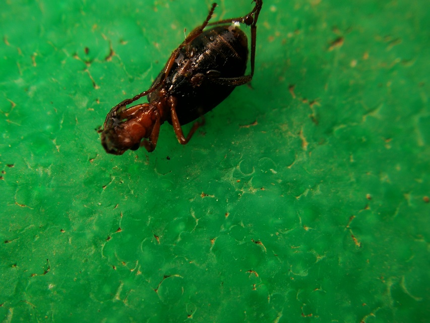 Brachinus explodens - kis pöfögőfutó