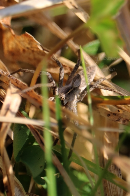 Pisaura mirabilis - csodáspók