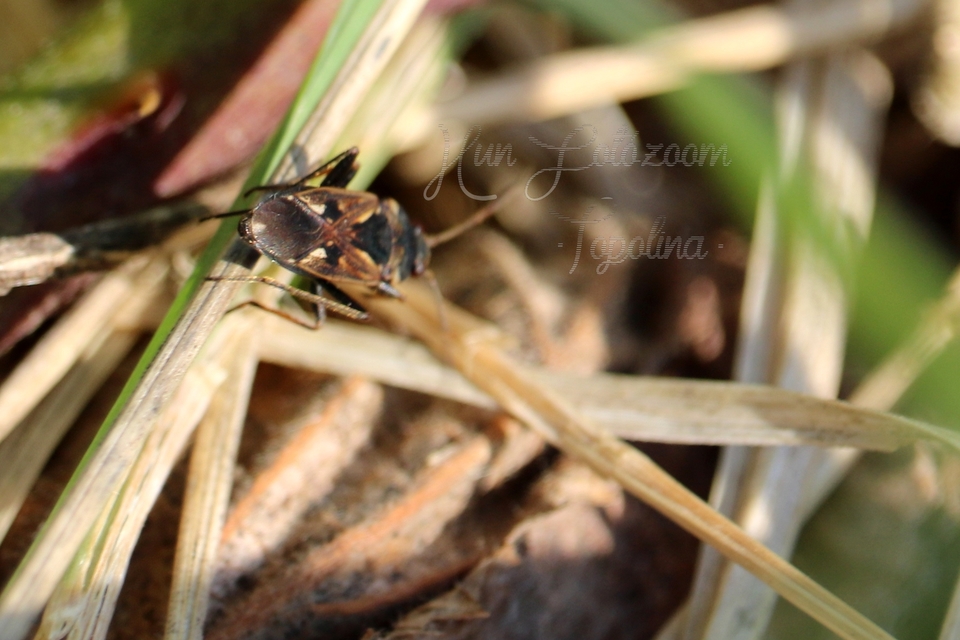 Rhyparochromus vulgaris - közönséges díszesbodobács