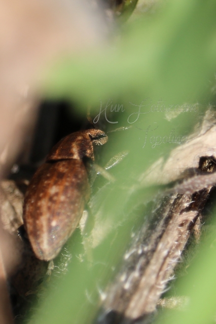 Lepyrus capucinus - pettyes fűzormányos