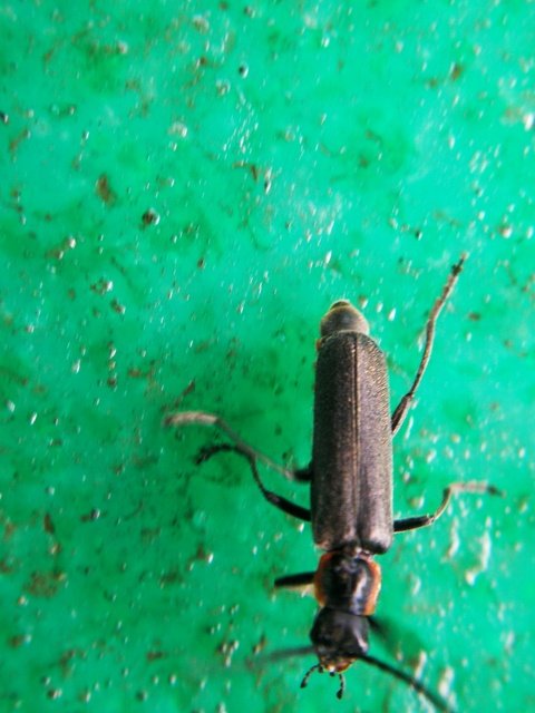 Cantharidae - lágybogárfélék