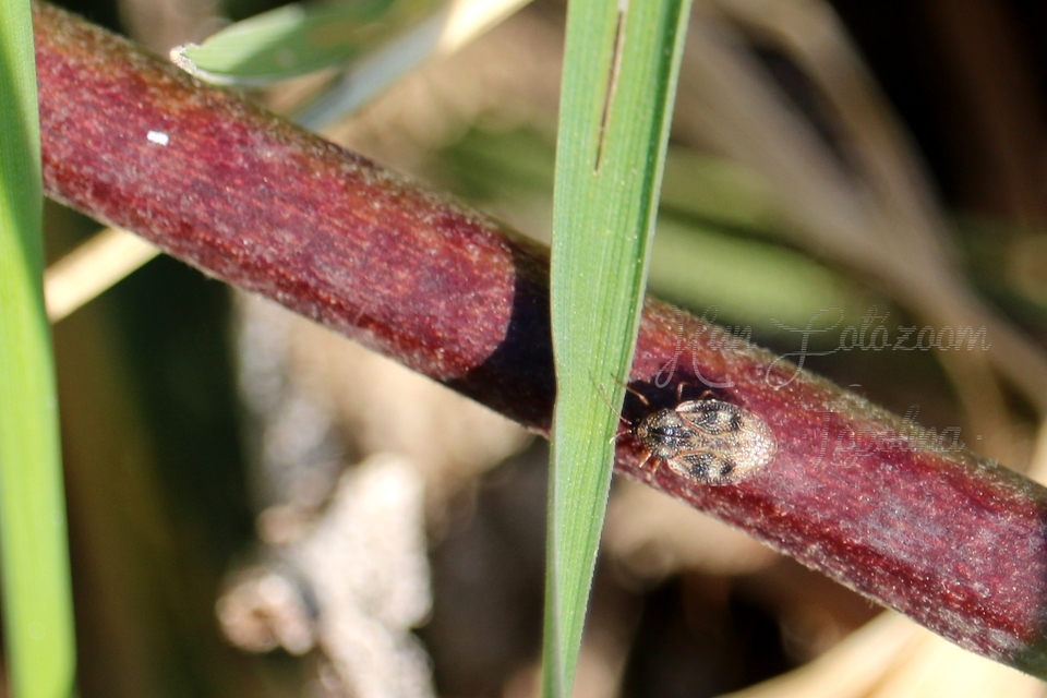 Tingidae - csipkéspoloskák
