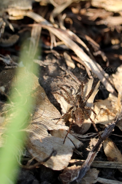 Pardosa
