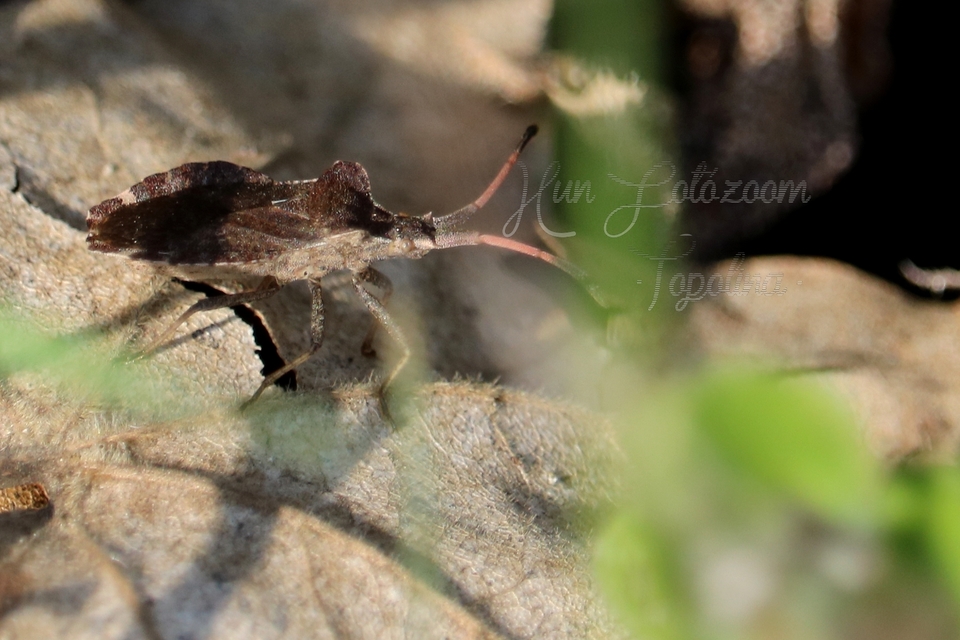 Enoplops scapha - feketés karimáspoloska