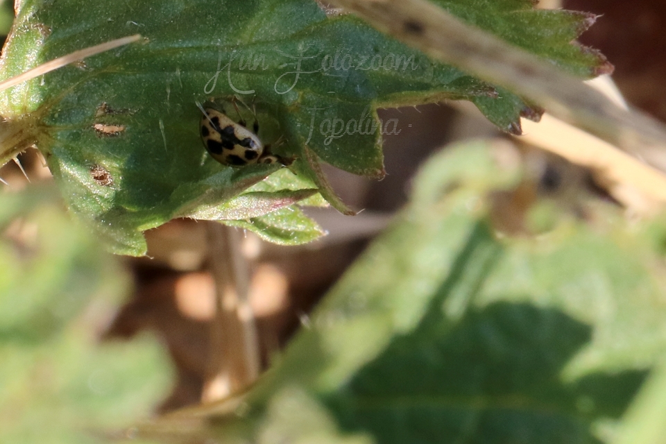 Propylea quatuordecimpunctata - tizennégypettyes füsskata