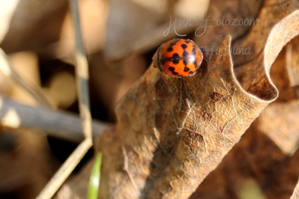Subcoccinella vigintiquatuorpunctata - lucernaböde