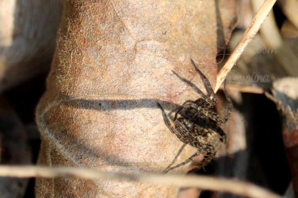 Pardosa