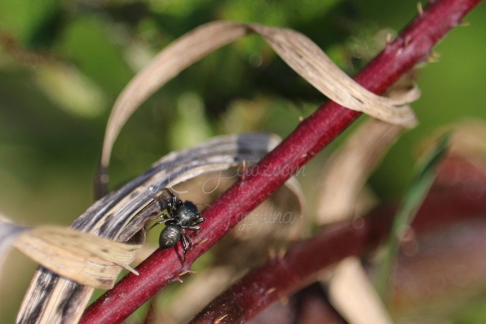 Heliophanus