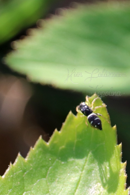 Heliophanus