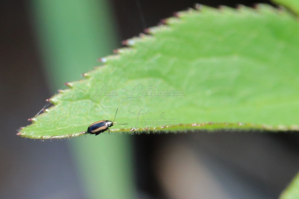 Phyllotreta